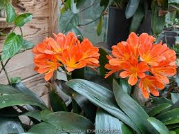 Image result for clivia