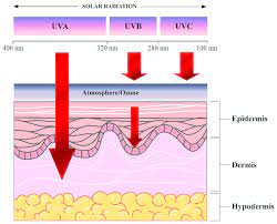 Uv Penetration Into The Layers Of The Skin The Figure Was Created Download Scientific Diagram