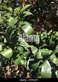 Image result for Rhamnus prinoides