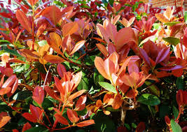 Maybe you would like to learn more about one of these? Is It A Good Idea To Use Red Tip Photinia Shrubs For Landscaping In Texas Dengarden