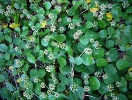Image result for Centella glabrata