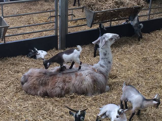 Cannon Hall Farm - Neil Turner's Blog