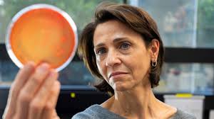 The IATA-CSIC demonstrates in mice the reduction of the severity of liver  diseases thanks to a microbiota capable of producing inulin