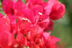 Bougainvillea glabra bougainvillea spectablis bougainvillea peruviana and bougainvillea x buttiana. Bougainvillea Organikos