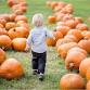 U-Pick Pumpkins, pay for selections only.  - Laurita Winery, 85 Archertown Rd Event Image