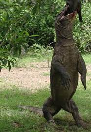 Danau ini menjadi danau terbesar di dunia yang terletak diantara daratan benua eropa dan juga benua asia. Komodo Reptil Terbesar Dan Terunik Alamendah S Blog