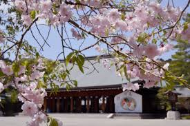 橿原 神宮 桜