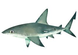 Image result for Shark