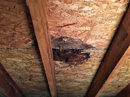 7 Things You Must Know Before Attempting Diy Attic Mold Removal
