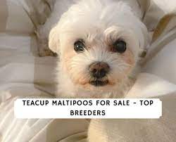 This provides us with the necessary incentive to continue breeding these wonderful, loving and loyal companions. Teacup Maltipoos For Sale Top 8 Breeders 2021 We Love Doodles