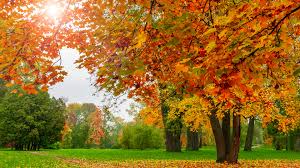 Leaves have color because of chemicals called pigments, and there are four main types of pigment in each leaf Why Do Leaves Change Color In The Fall