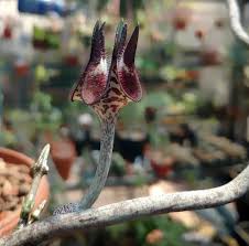 Image result for Ceropegia mirabilis