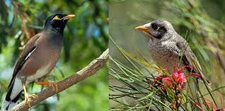 Why indian mynas are a problem. Indian Myna Vs Noisy Miner Austraflora