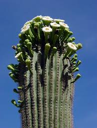 The saguaro cactus grows as a column at a very slow rate, with all growth occurring at the tip, or top of the cactus. Carnegiea Gigantea Saguaro Cactus Plants Cactus Flower Planting Flowers