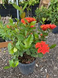Image result for Ixora hartiana