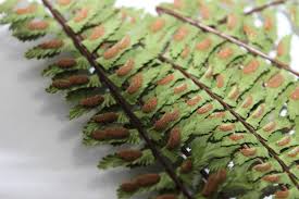 Image result for Asplenium monanthes