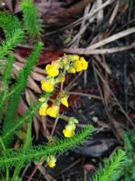 Image result for Hermannia seineri