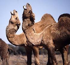 The notional cuba of i love lucy was exotic in ways small and large. Study Shows How Camels Keep Their Cool