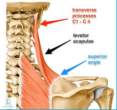 Pin On Specific Muscles