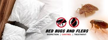 Bed bugs were a common problem in the us through the wwii era. Termites Control Selangor Pest Control Solution Malaysia Hygiene Solution Kl Elite Hygiene M Sdn Bhd