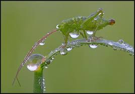 حد شاف صور قطرات الماء على اجسام الحشرات بدقة Hd