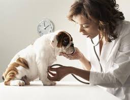 Canine parvovirus, eller parvo, er en virusinfektion, der først blev opdaget i 1970'erne. Parvovirus Infektion Bei Hunden Wie Man Ein Gluckliches Zuhause Fur Sein Haustier Schafft