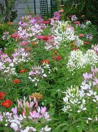 Pin On Flower Planting Ideas