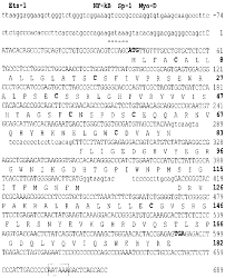 Nucleotide and predicted amino acid sequences corresponding to tag7... |  Download Scientific Diagram