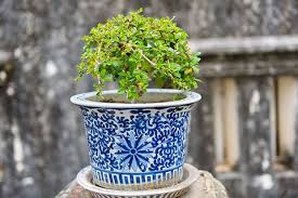 Image result for Salvadora australis