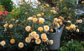 Occurs when pollen is transferred to the stigma of a flower on another plant of the same species. Do You Love Roses Grow 45 Colors Rose At Home Plant Talk Nurserylive Wikipedia