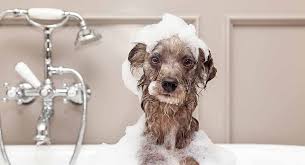 First, make sure your dog's shampoo is. Dog Severe Dry Skin Treatment Www Macj Com Br