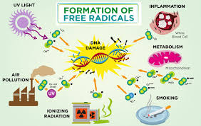 Anche gli indici devono essere uguali. Radicali Liberi Cosa Sono Ed Il Loro Ruolo Biologico Project Invictus