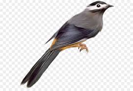 Check spelling or type a new query. Burung Jalak Dikemas Postscript Gambar Png