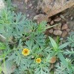 Image result for Chrysanthellum