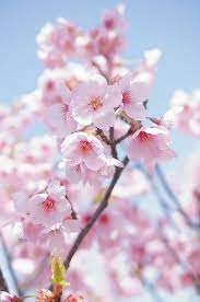 Cherry Blossom Beautiful Flowers Flower Photos Blossom