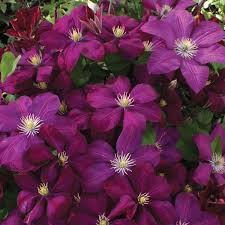 Clematis are a fabulous addition to the garden as they are fast growing and produce lots of flowers. Clematis Voluceau Garden Express