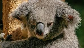 Koala Nasil Bir Hayvandir Hakkinda Bilgiler Nkfu
