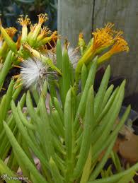 Image result for Senecio barbertonicus