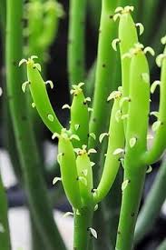 Hoffman cactus and succulent soil mix. 9 House Plant Ideas House Plants Plants Houseplants