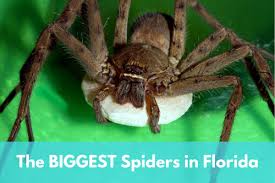 If the special was within reach. 6 Biggest Spiders In Florida Owlcation