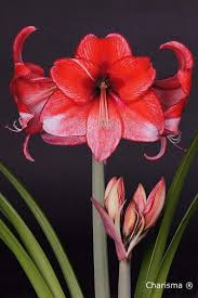 Pin On Flores