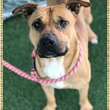 Available Pets At Friends Of Shelter Animals For Cobb In Marietta Georgia Animal Shelter Animals Animals Beautiful