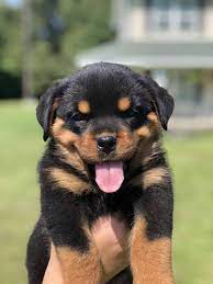 Rottweilers are pretty big dogs. Rottweiler Puppies For Sale In Alabama Mississippi Rottweilers