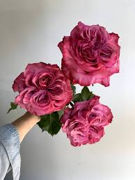 330 e columbia st new. Country Blues Garden Roses Rose Varieties Pretty Flowers Beautiful Flowers