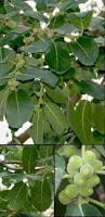 Image result for Ficus stuhlmannii