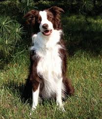 Beautiful Red Brown And White Border Collie Collie White Border Collie Collie Puppies