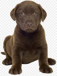 Bernese mountain dog mix (19) apply bernese mountain dog mix filter ; Labrador Retriever Puppy Golden Retriever Bernese Mountain Dog Cat Png 1963x2621px Labrador Retriever Animal Bernese Mountain