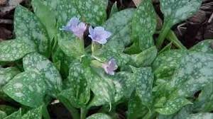 Amazon's choice for lungwort seeds. Q A What Causes Variegation Horticulture