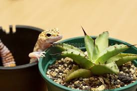 植物とヒョウモントカゲモドキの写真素材 [FYI03237825] | ストックフォトのamanaimages PLUS