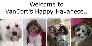 Ask questions and learn about havaneses at nextdaypets.com. Vancort S Happy Havanese Havanese Puppies Bathm Michigan